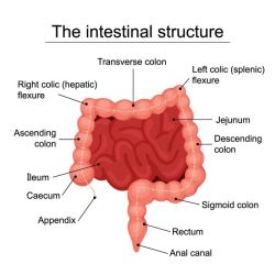 Jejunum ileum small intestine gi duodenum length ppt ileocecal powerpoint valve absorption radiography system double peritoneum loops bowel wall horizontal