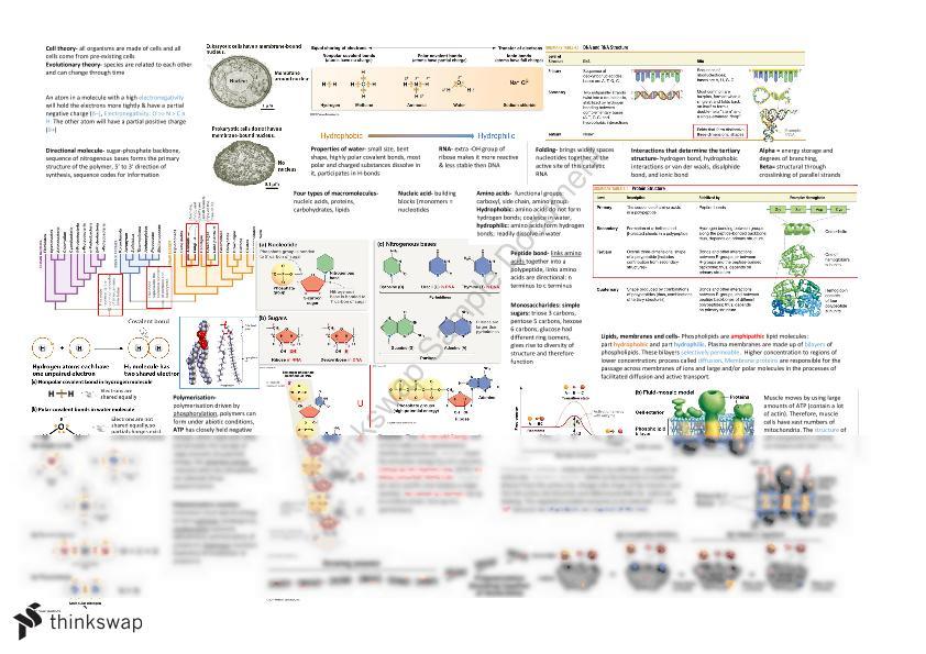 Cell biology science olympiad cheat sheet