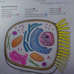 Mitochondria coloring worksheet answer key