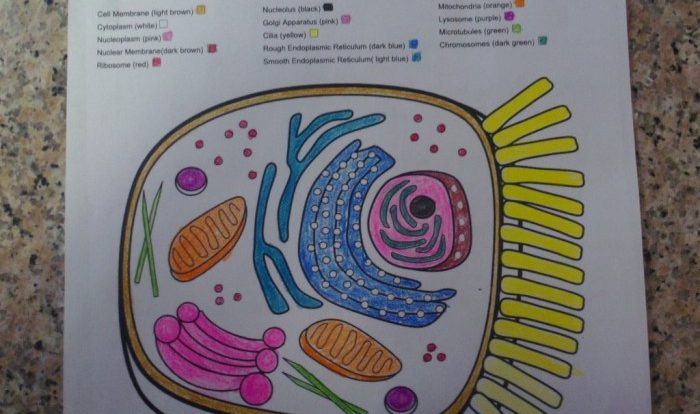 Mitochondria coloring worksheet answer key