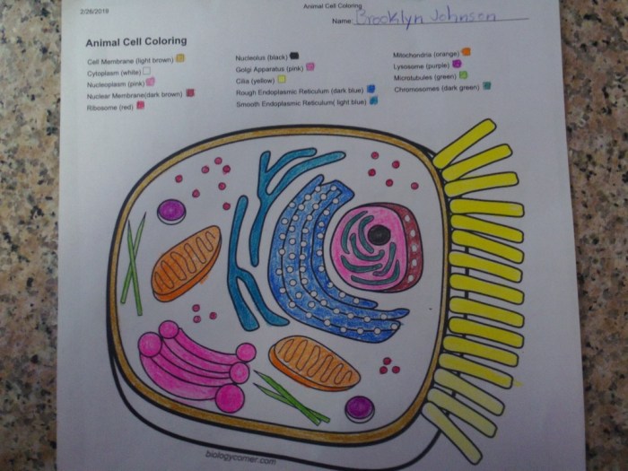 Mitochondria coloring worksheet answer key