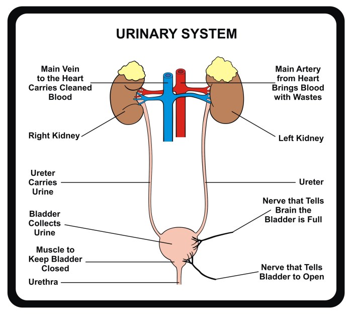 Chapter 15 the urinary system answer key