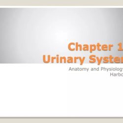 Chapter 15 the urinary system answer key