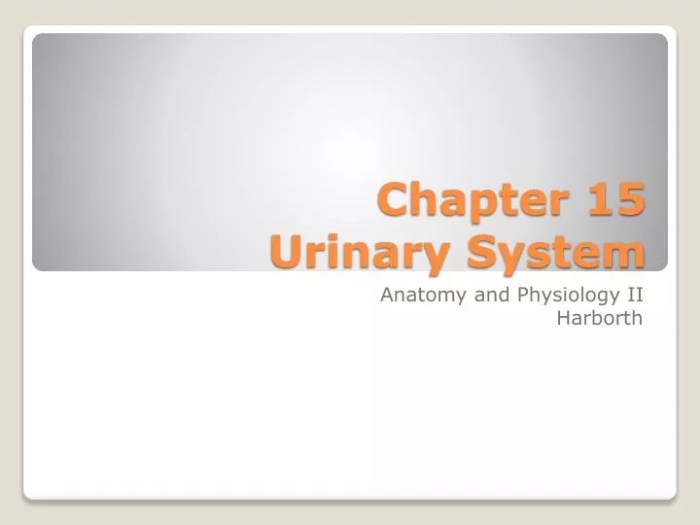 Chapter 15 the urinary system answer key