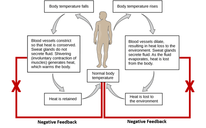 Human homeostasis gizmo quiz answers