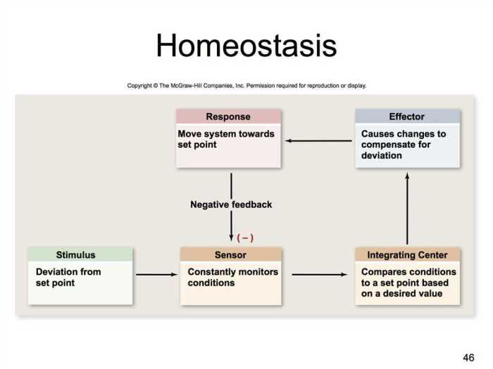 Human homeostasis gizmo quiz answers