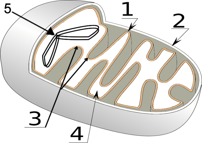 Mitochondria coloring worksheet answer key