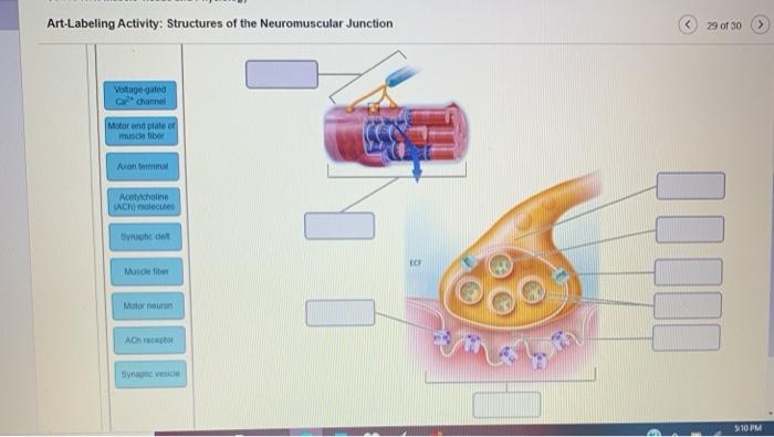 Art-labeling activity: structures of the neuromuscular junction