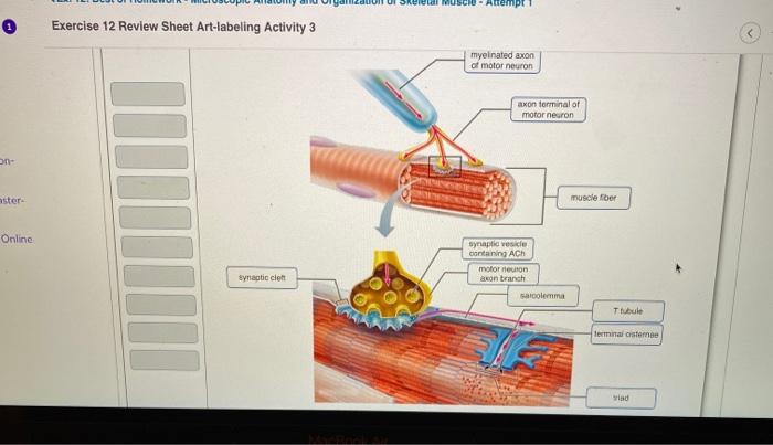 Art-labeling activity: structures of the neuromuscular junction