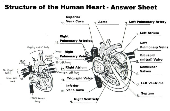 Cardiac blood flow a circulatory story answer key