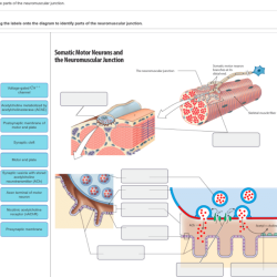 Neuromuscular junction anatomy junctions physiology cell contraction neuron muscular holistic ivyrose illustrating human motrice