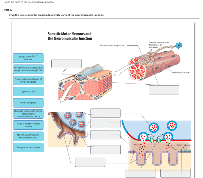 Neuromuscular junction anatomy junctions physiology cell contraction neuron muscular holistic ivyrose illustrating human motrice