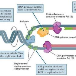 Label the figure to assess your knowledge of dna replication.