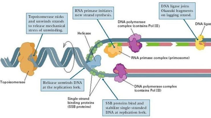 Label the figure to assess your knowledge of dna replication.